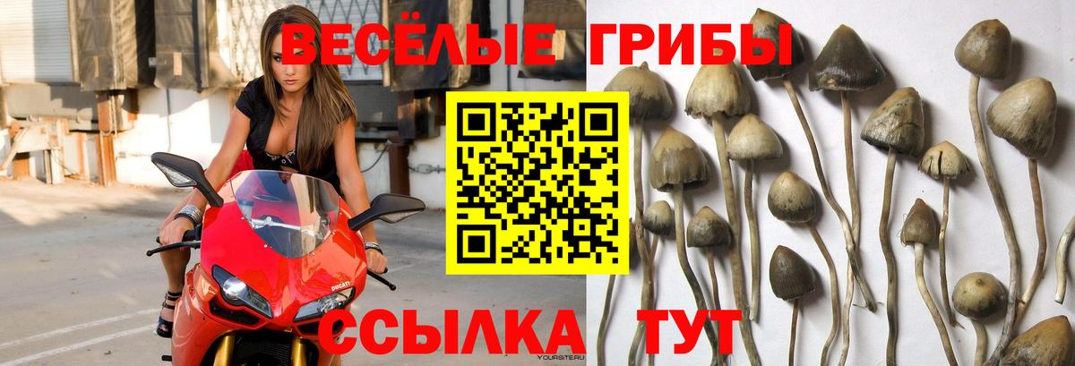 Псилоцибиновые грибы Cubensis Коломна